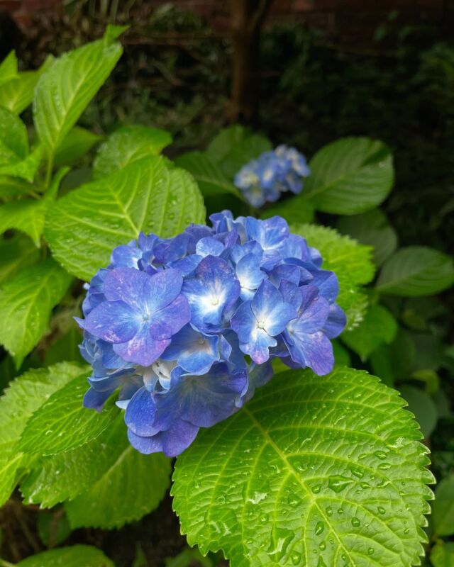 裏庭の紫陽花が見頃になりました💠✨

#紫陽花 #梅雨 #庭の花 #京扇堂